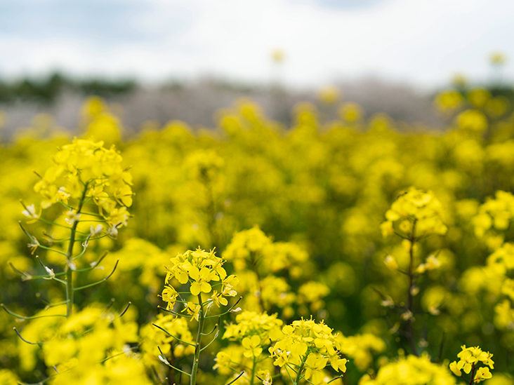 mustard